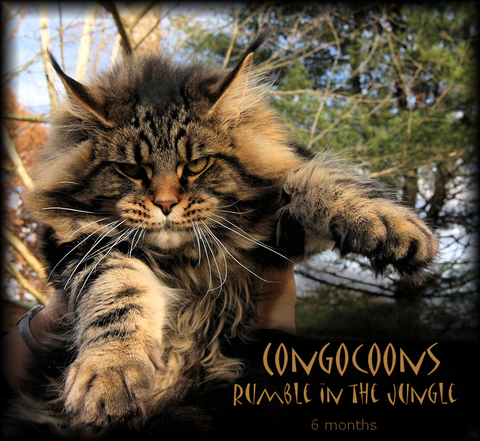 Breeding Maine Coon Stud Cats of Congocoon Cattery