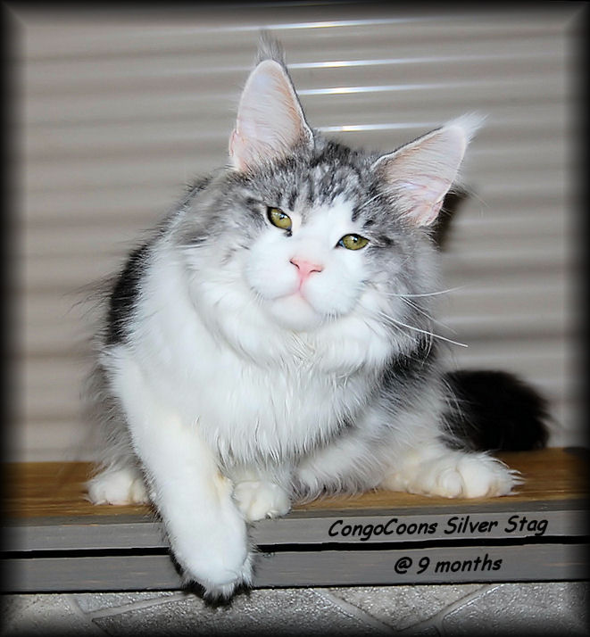 Breeding Maine Coon Stud Cats of Congocoon Cattery