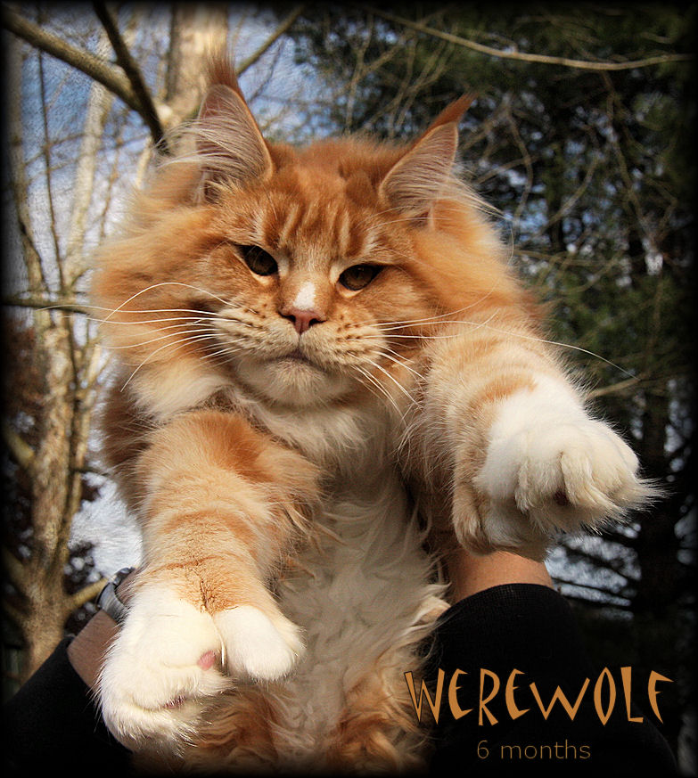 Breeding Maine Coon Stud Cats of Congocoon Cattery