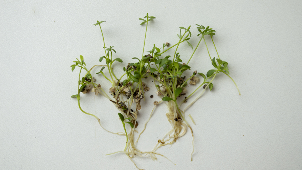 Prueban la acción de un hongo que vive en las raíces de las plantas