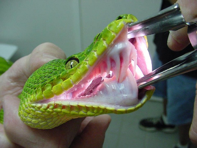 Emerald Tree Boa Coniferous Forest