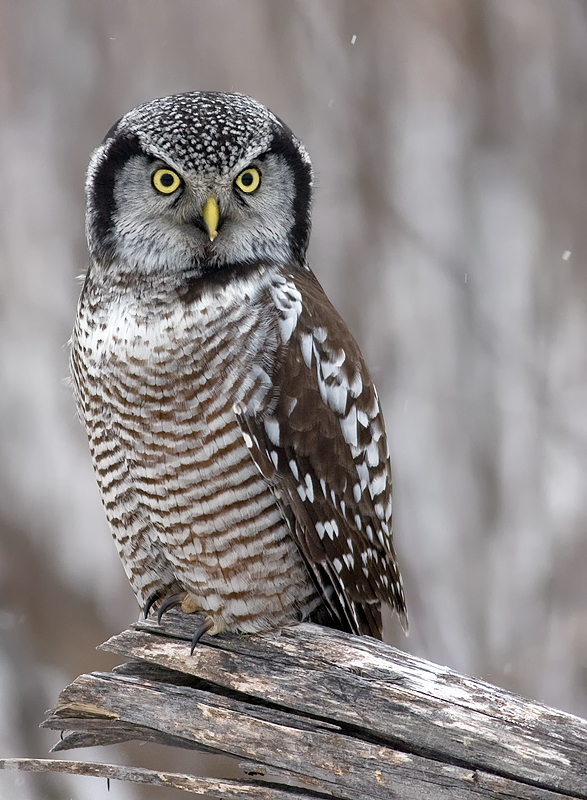 Hawk Owl Coniferous Forest