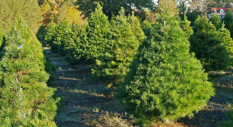 Virginia Pine Coniferous Forest