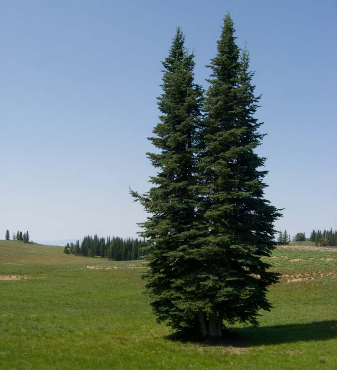 Subalpine forest of conifers