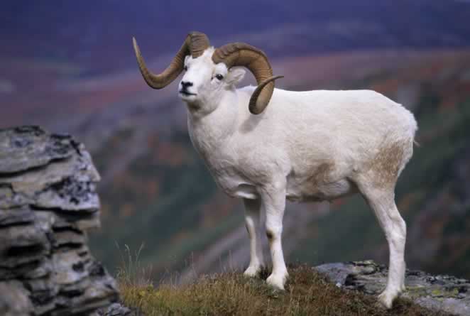 Dall Sheep Facts, Size, Color, Diet, Habitat, and Pictures