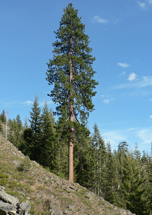 Ponderosa Pine Tree Identification, Facts, and Pictures