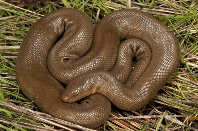 Rubber Boa Snake (Northern Rubber Boa) Habitat, Diet, Facts
