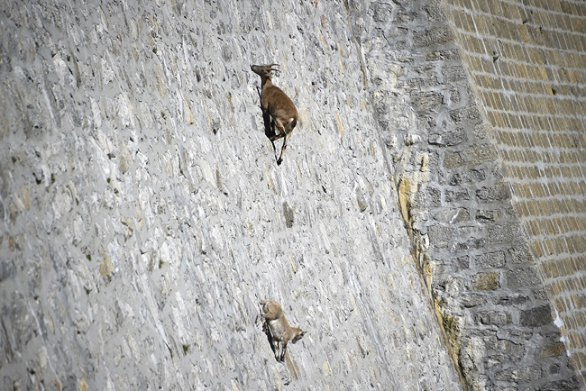 Alpine Ibex Facts, Distribution, Diet, Adaptations, Pictures