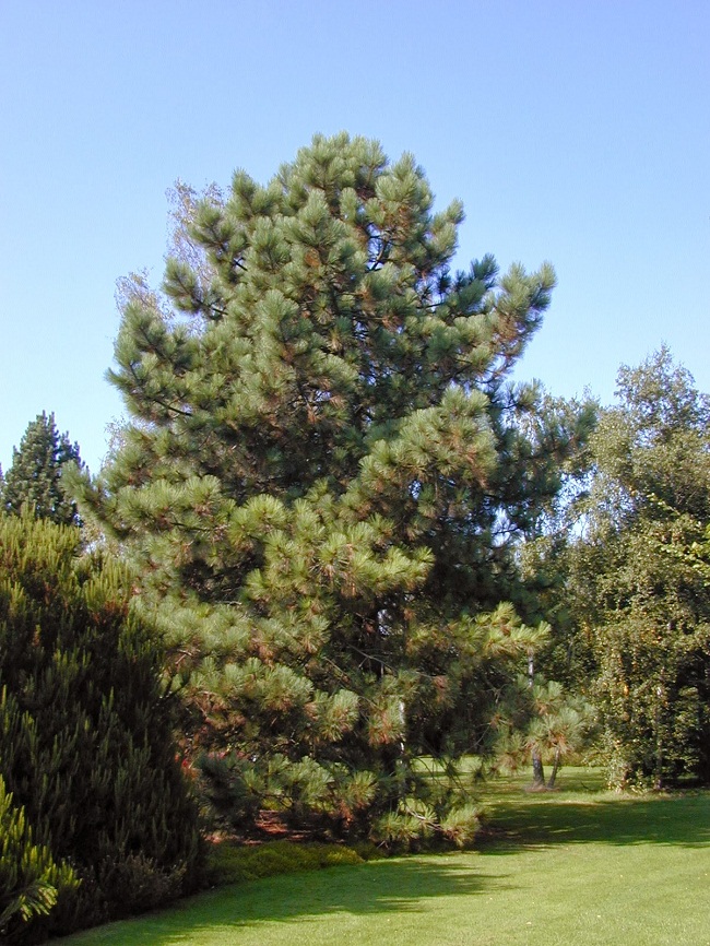 Coulter Pine Tree Facts, Distribution, Uses, Pictures