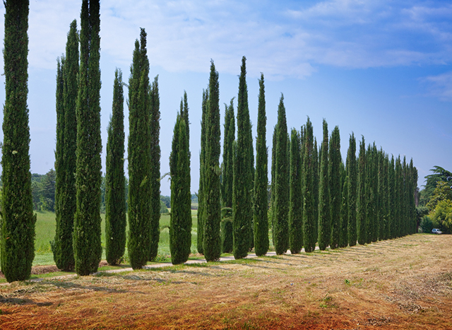 Italian Cypress Tree Facts, Cultivars, Growth Rate, Pictures