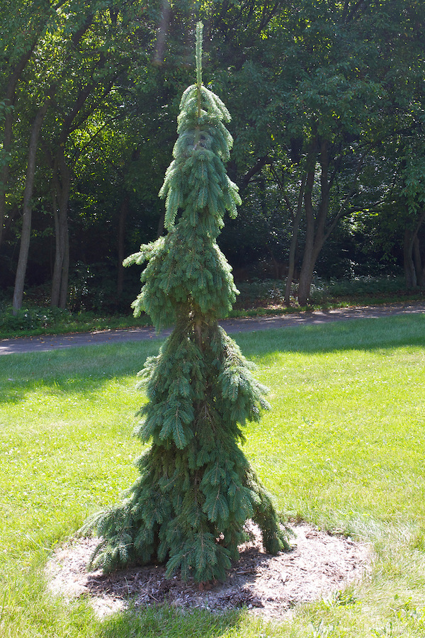 White Spruce (Picea glauca) Tree Facts, Habitat, Uses, Pictures
