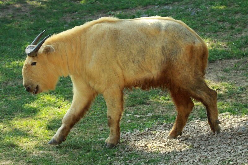 Takin Facts, Distribution, Behavior, Adaptations, Pictures