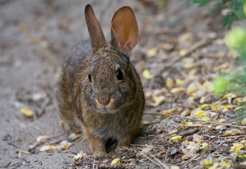 Brush Rabbit Facts, Distribution, Habitat, Diet and Pictures