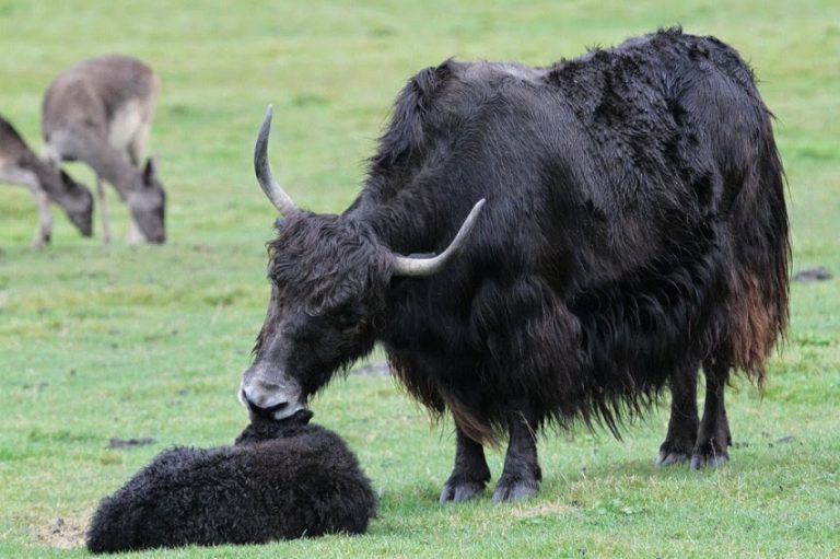 Wild Yak Facts, Habitat, Diet, Behavior, and Pictures