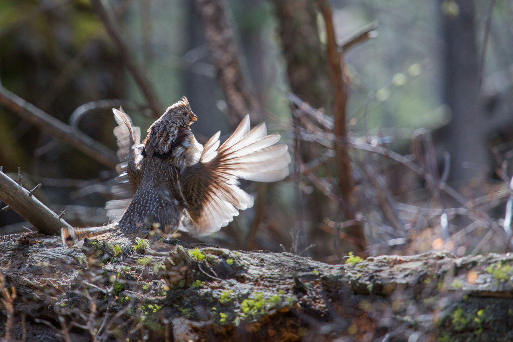 Ruffed Grouse Facts, Habitat, Lifespan, Diet and Pictures