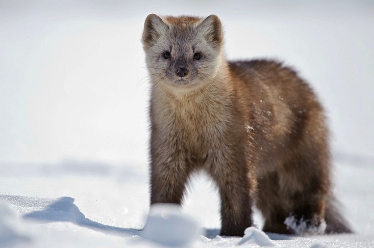 Sable Facts, Distribution, Habitat, Lifecycle, Pictures