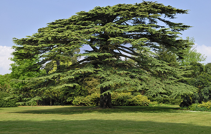 Cedar Tree of Lebanon Facts, Identification, Uses, Pictures
