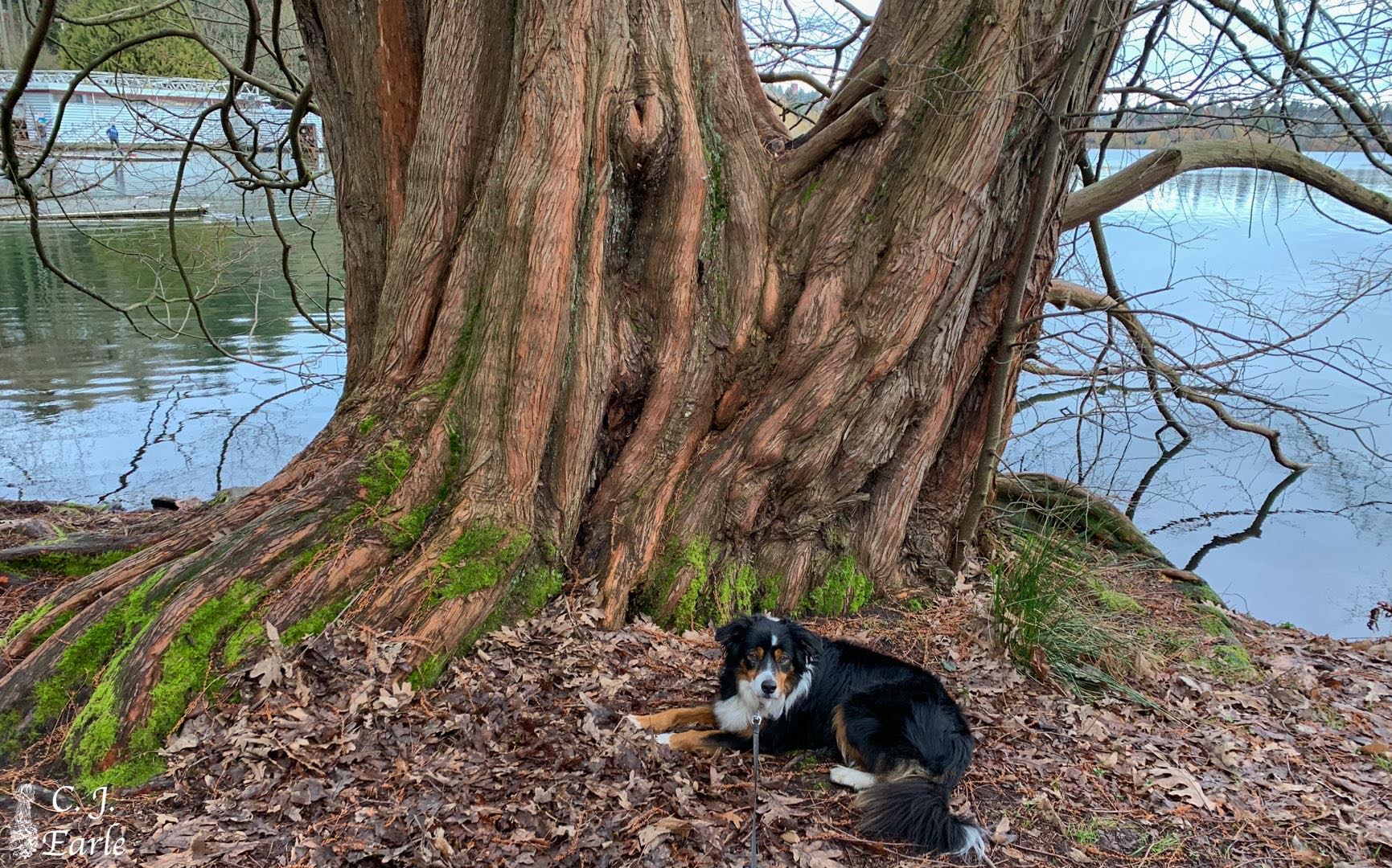 Metasequoia glyptostroboides (dawn redwood) description