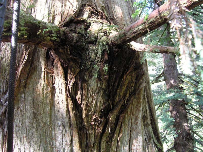 Sequoia sempervirens (coast redwood) description