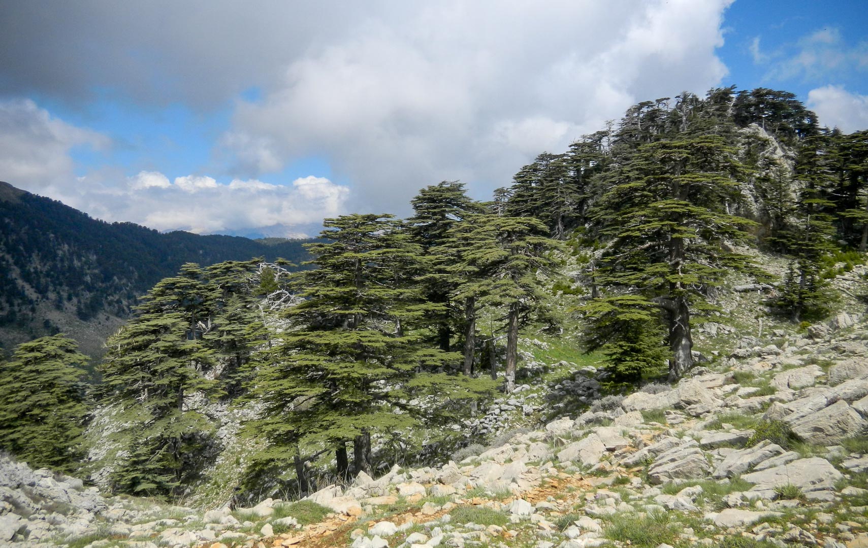 Cedrus libani (cedar of Lebanon) description