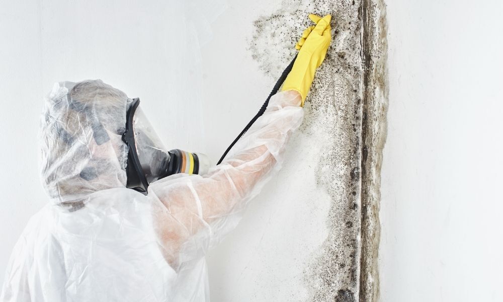 The Main Differences Between Mold and Mildew Connecticut Mold Services