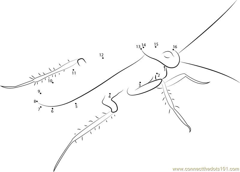 Back Look Cockroaches dot to dot printable worksheet Connect The Dots