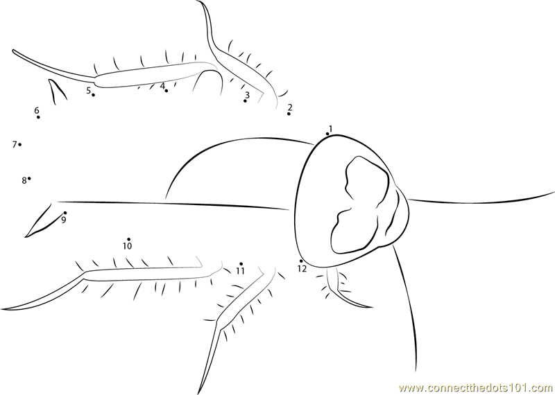 Brown Banded Cockroach dot to dot printable worksheet Connect The Dots