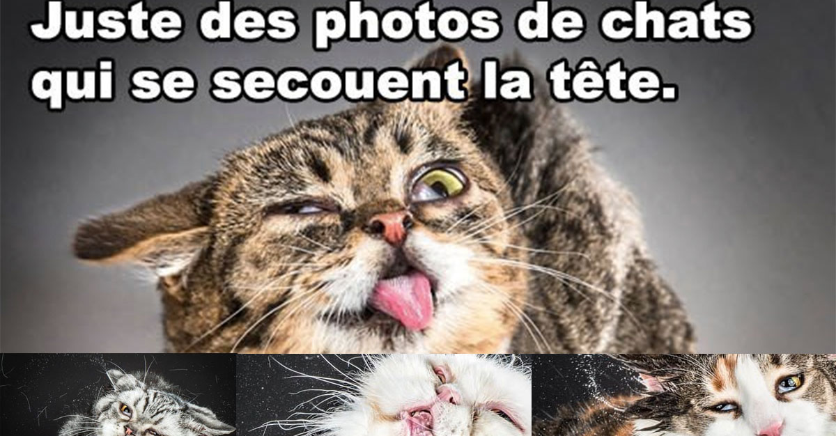 Chats qui se secouent la tête
