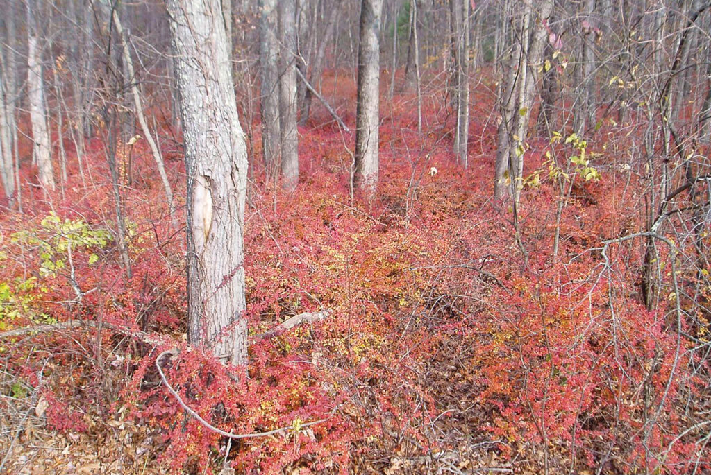 Invasive Japanese Barberry