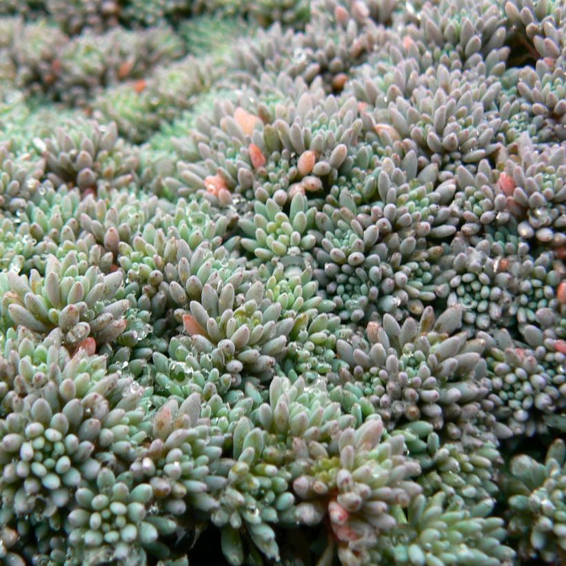 Sedum hispanicum 'Blue Carpet' from Neil Vanderkruk Holdings Inc.