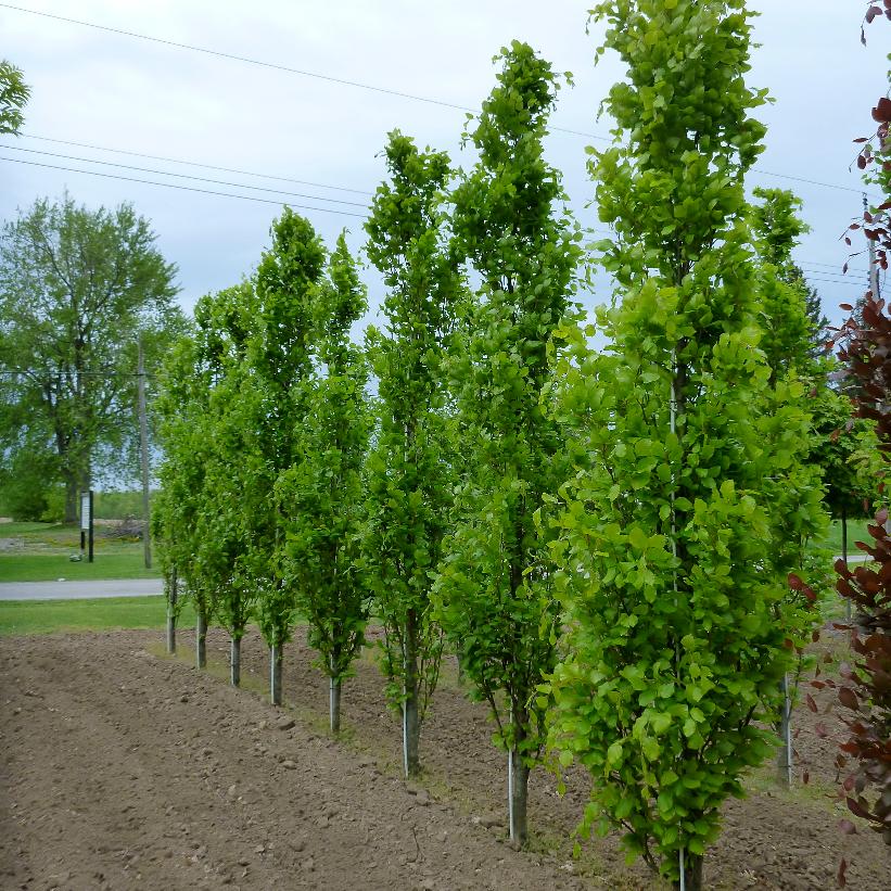 Fagus sylvatica 'Dawyck Green' from Neil Vanderkruk Holdings Inc.