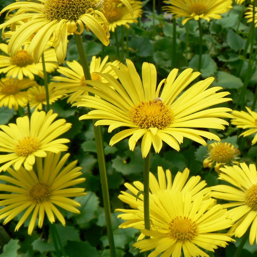 Doronicum orientale 'Little Leo' from Neil Vanderkruk Holdings Inc.