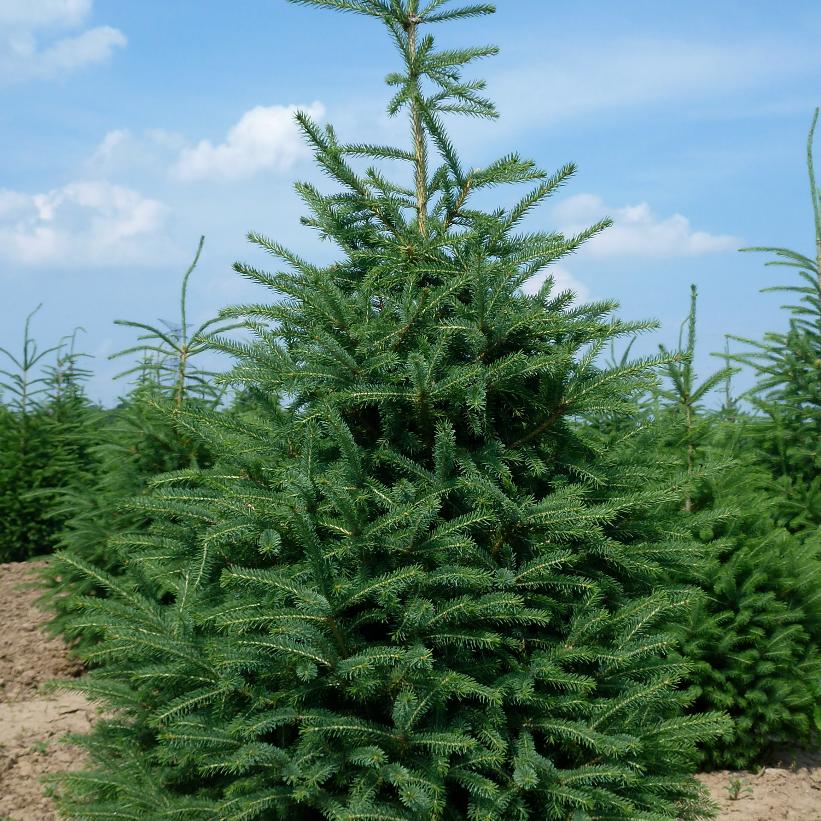 Picea glauca 'Densata' from Neil Vanderkruk Holdings Inc.