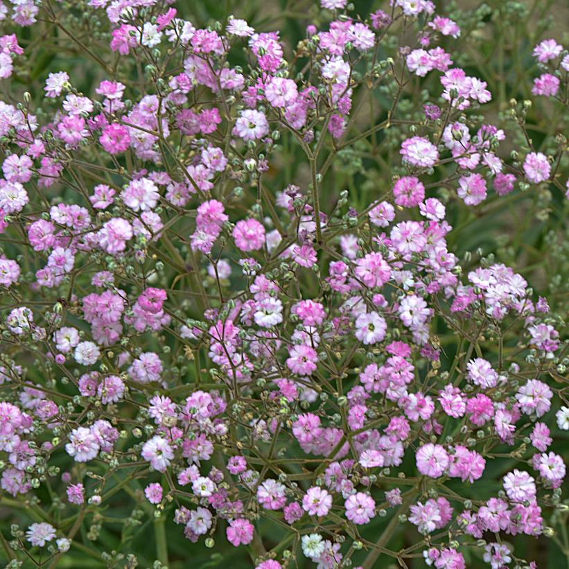 Gypsophila paniculata My Pink® ('DANGYP39') (PP17485) from Neil