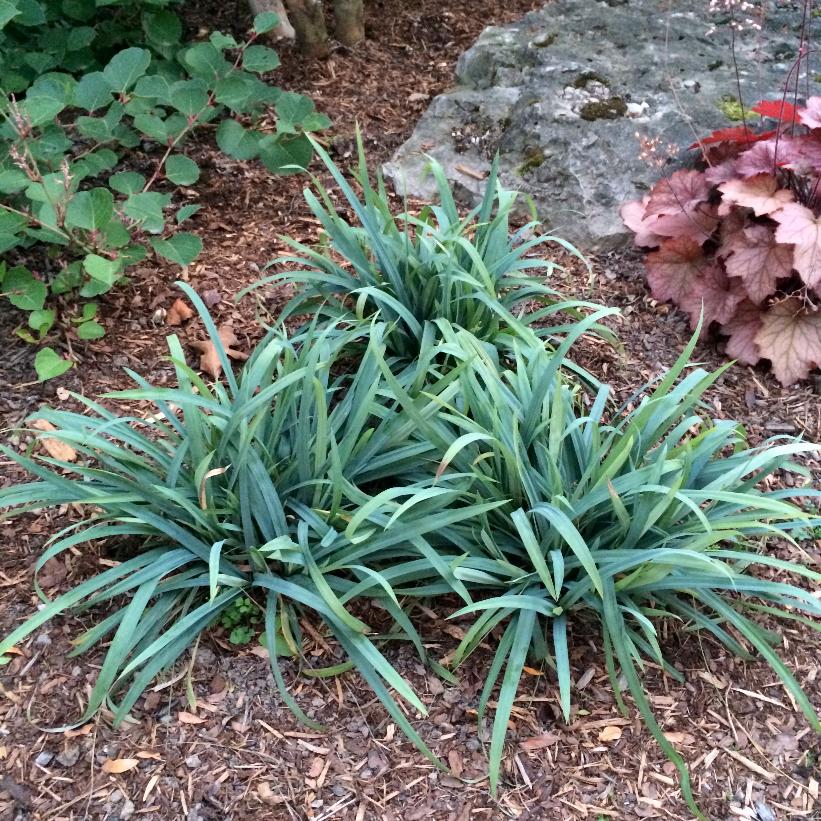 Carex laxiculmus Bunny Blue™ ('Hobb') from Neil Vanderkruk Holdings Inc.