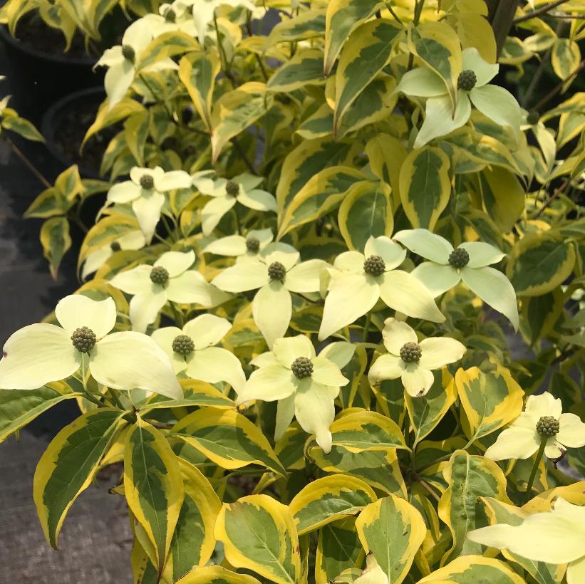 Cornus kousa 'Summer Gold' (PP22765) from Neil Vanderkruk Holdings Inc.