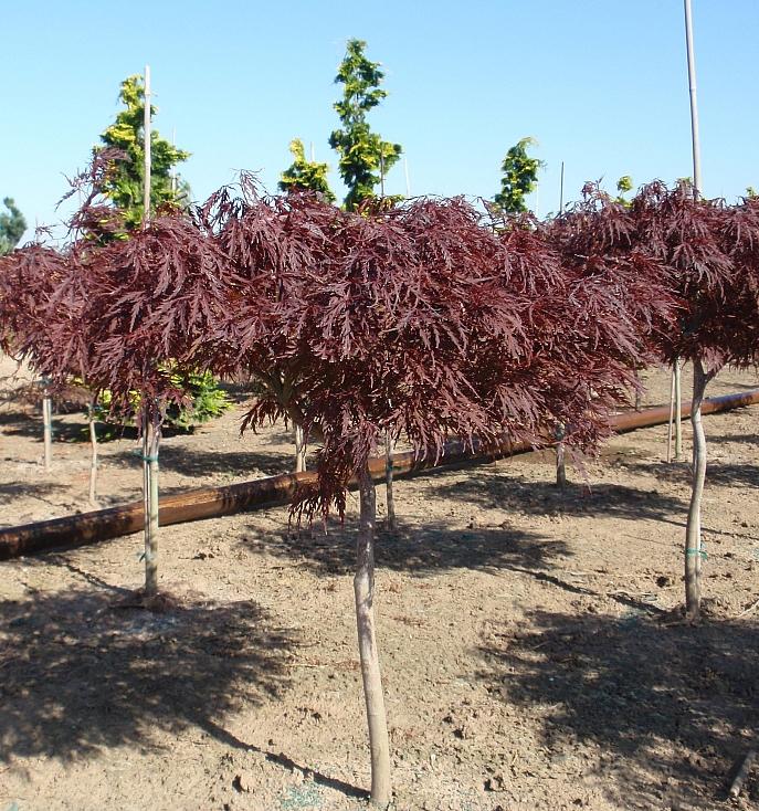 Acer palmatum dissectum 'Red Dragon' from Neil Vanderkruk Holdings Inc.