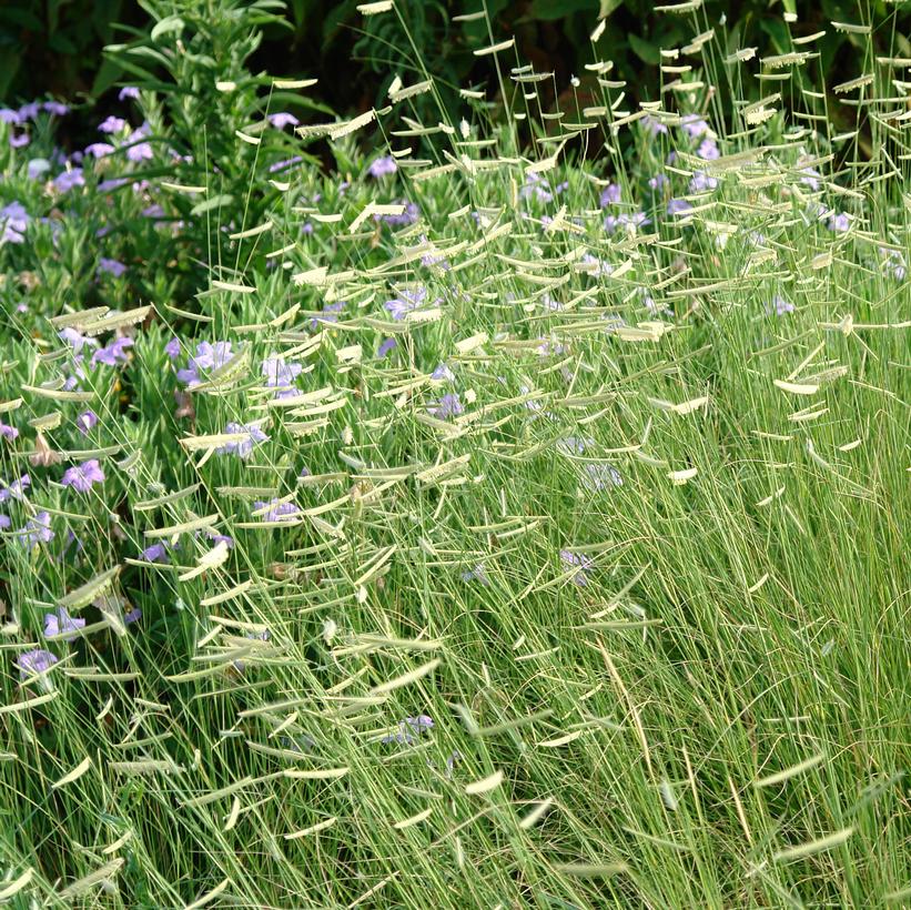 Bouteloua gracilis 'Blonde Ambition' (PP22048) from Neil Vanderkruk