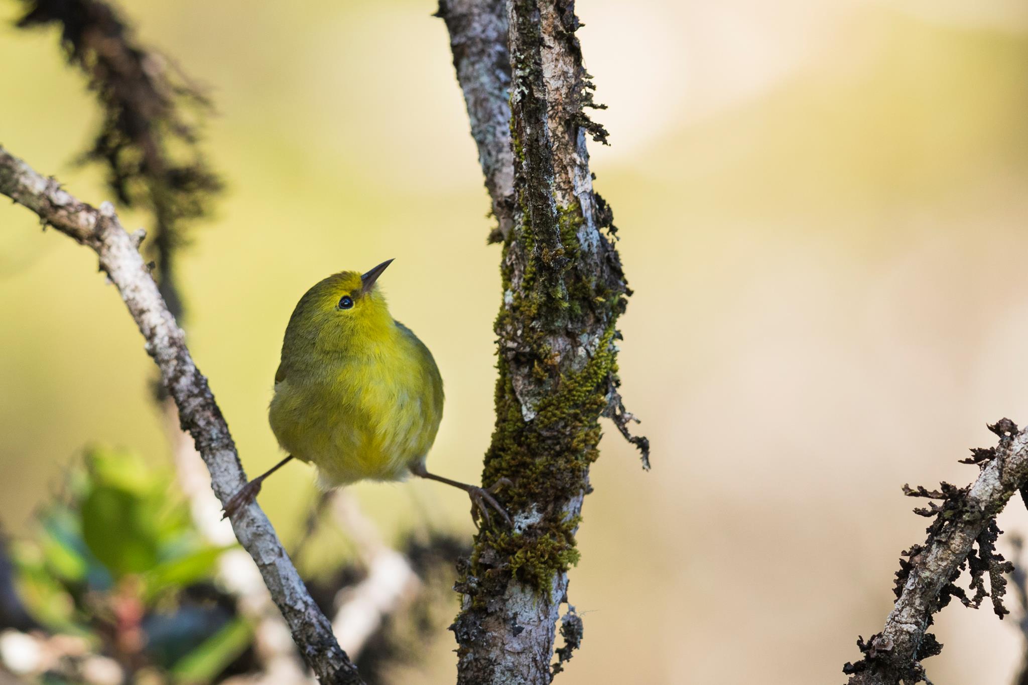 Maui's Native Forest Birds » Conscious Maui