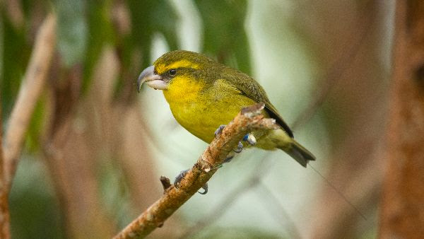 Maui's Native Forest Birds » Conscious Maui