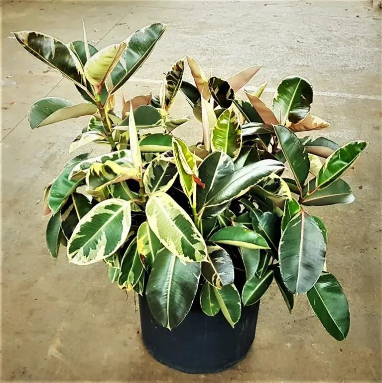Características del árbol del caucho (Ficus elastica