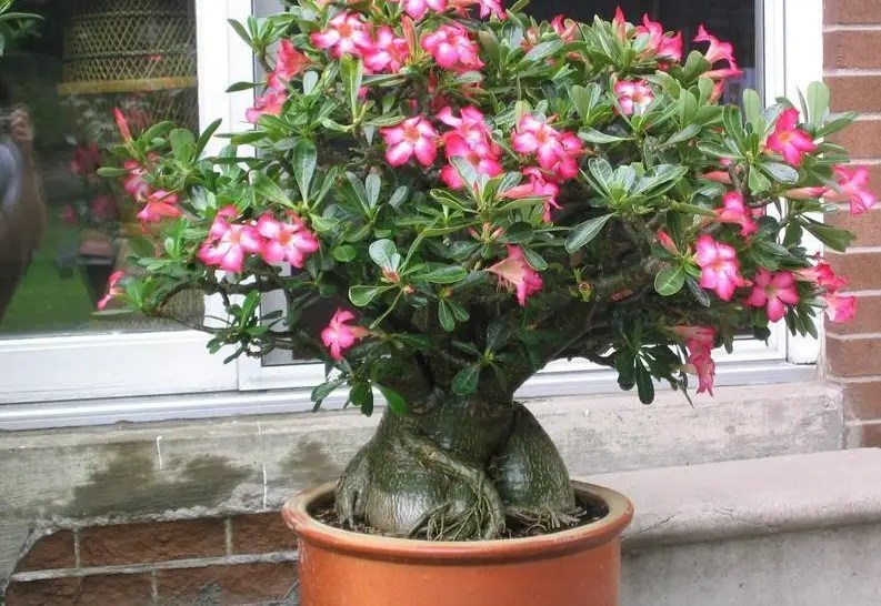 Cómo plantar orquídeas en tu jardín Consejos para mi huerto