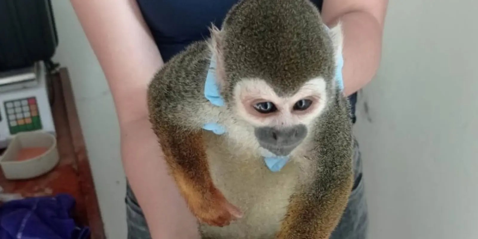 Neotropical Primate Conservation conservation Allies