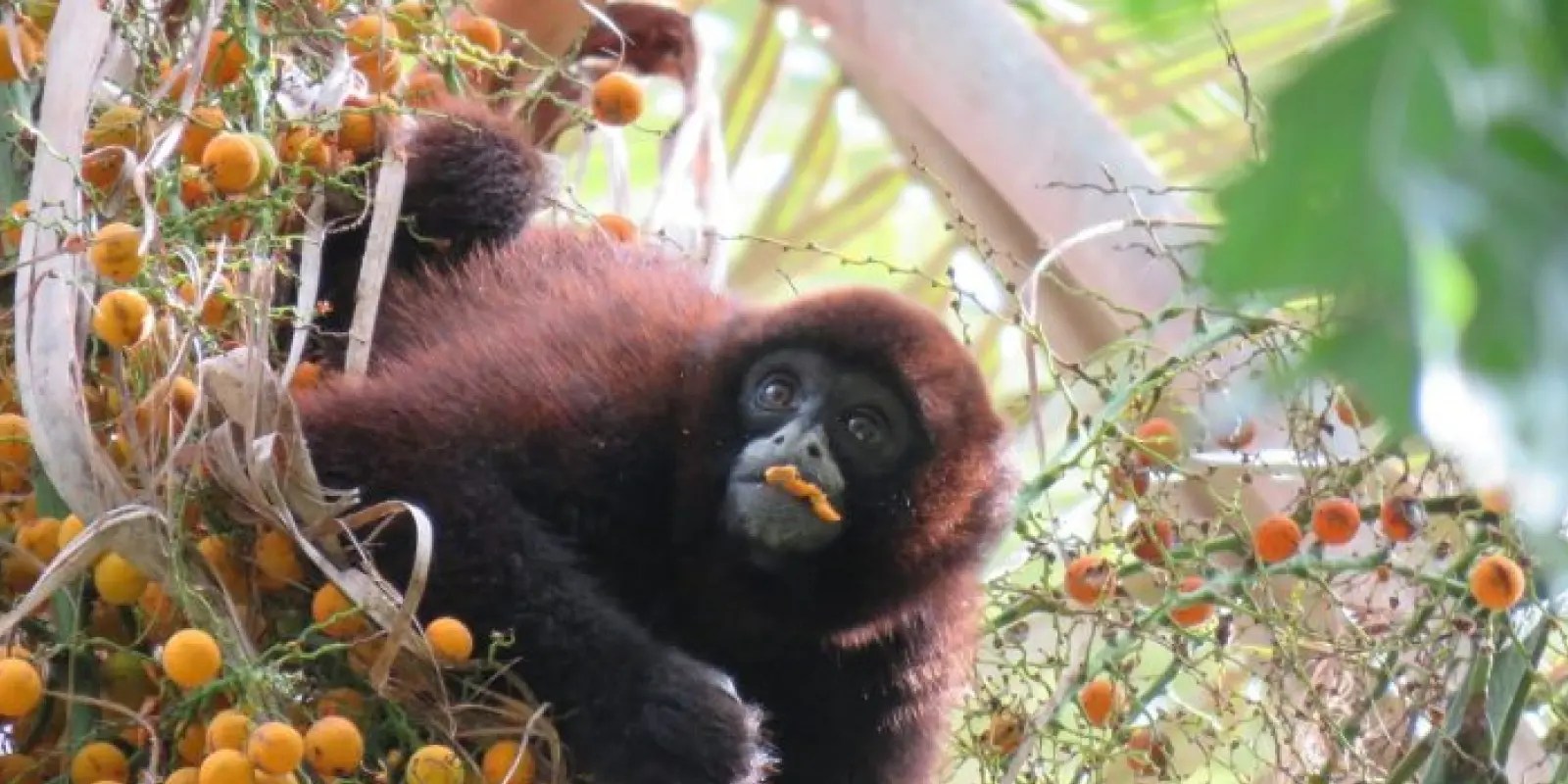 Neotropical Primate Conservation conservation Allies