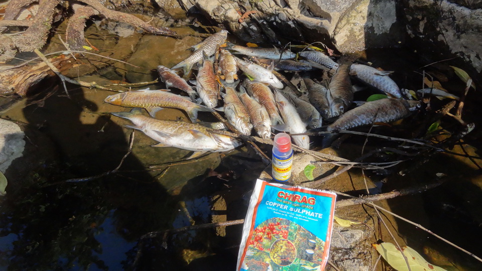 Chemical Poisoning of Freshwater Fish in Western Ghats Conservation India