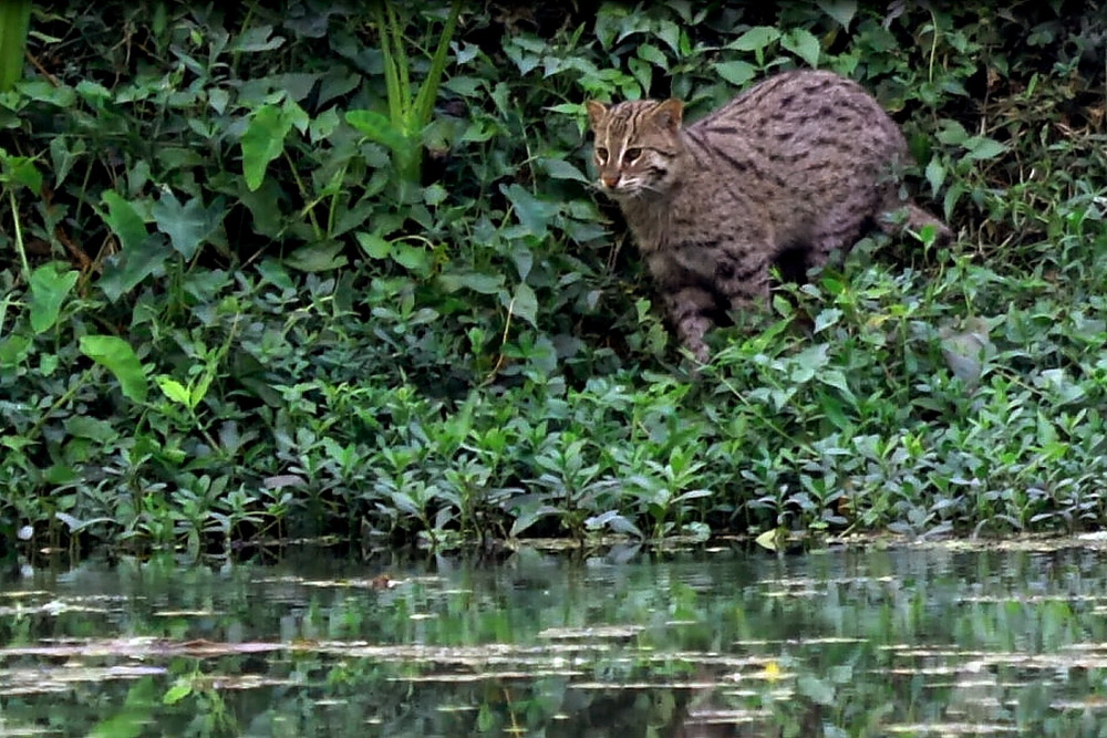 The Endangered Fishing Cat, Howrah, West Bengal