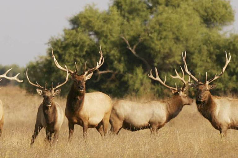 10 Fastest Animals On Earth Fastest Animals In The World