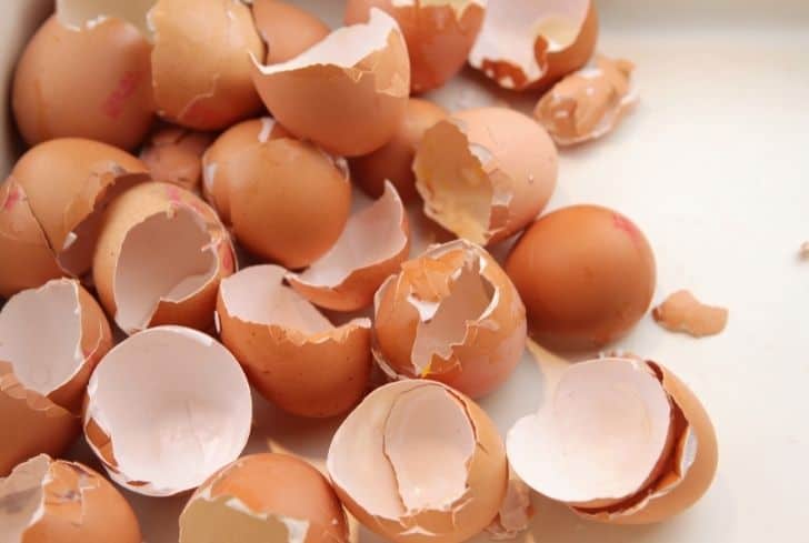 Can You Compost Eggshells? (And Cooked Eggshells?) Conserve Energy Future