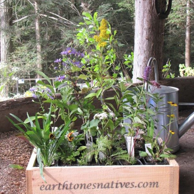 NCCD Bird Garden in a Box (16 plants) Connecticut’s Conservation