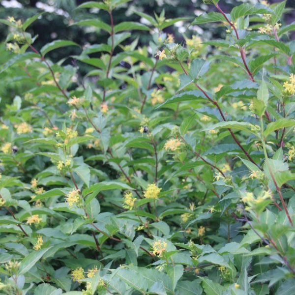 CRCCD Northern Bush Honeysuckle EcoR Connecticut’s Conservation Districts